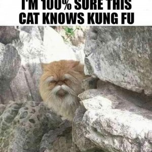 kungfu cat
