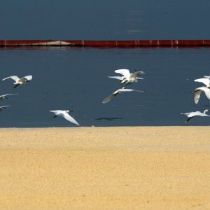 Migratory birds are seen along the shores of Manila Bay1
