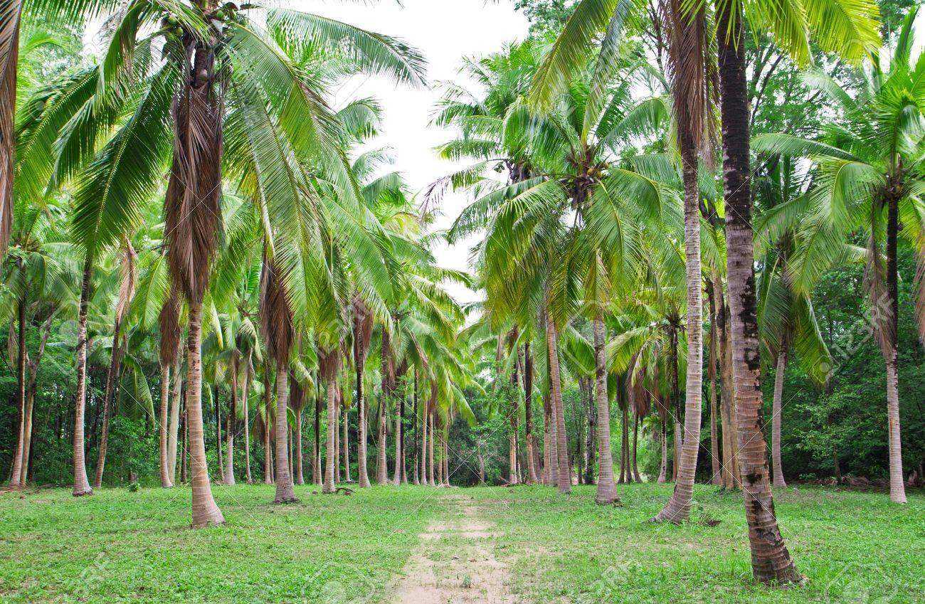 20722655-coconut-field-in-thailand-landscape-view.jpg