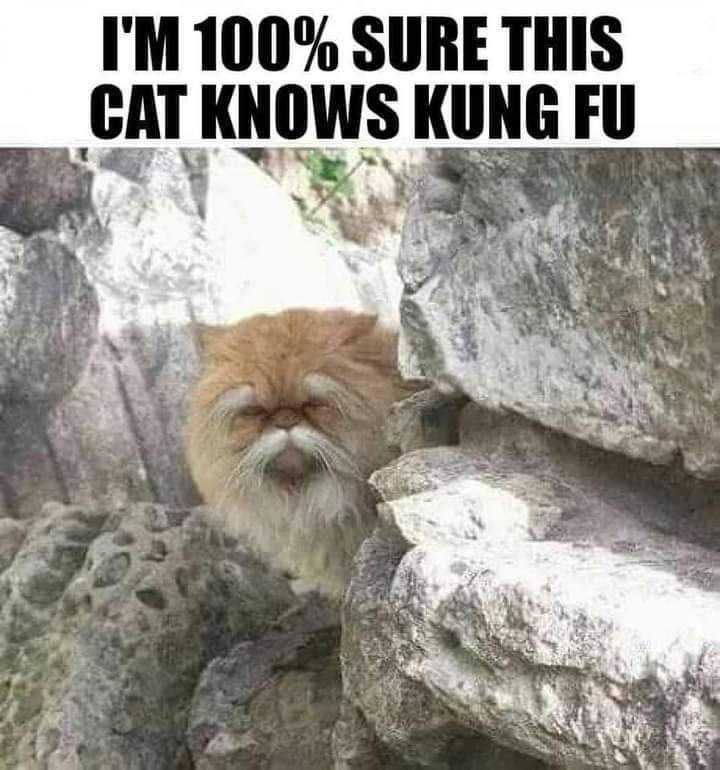 kungfu cat