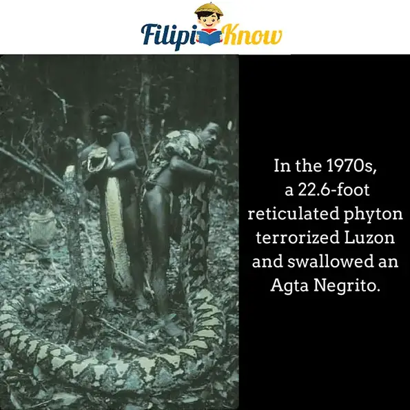 giant reticulated phyton in Luzon